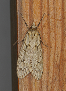 March Tubic (Diurnea fagella)