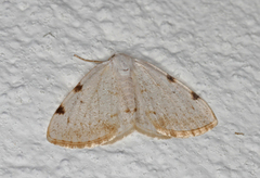 White-pinion Spotted (Lomographa bimaculata)
