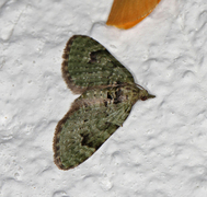 The V-Pug (Chloroclystis v-ata)
