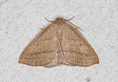 Brown Silver-line (Petrophora chlorosata)