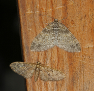 The Seraphim (Lobophora halterata)