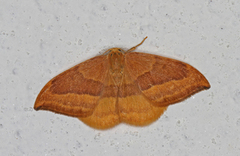 Barred Hook-tip (Watsonalla cultraria)