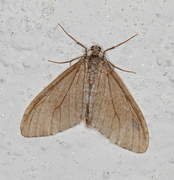 Early Tooth-striped (Trichopteryx carpinata)