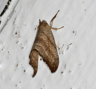 Scalloped Hook-tip (Falcaria lacertinaria)