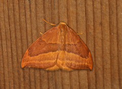Barred Hook-tip (Watsonalla cultraria)