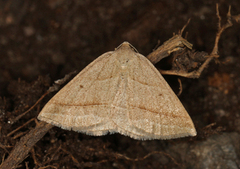 Brown Silver-line (Petrophora chlorosata)