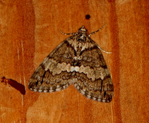 May Highflyer (Hydriomena impluviata)