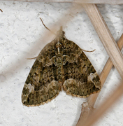 Red-green Carpet (Chloroclysta siterata)