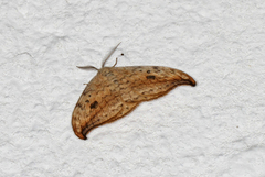 Pebble Hook-tip (Drepana falcataria)