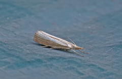 Pearl Veneer (Agriphila straminella)