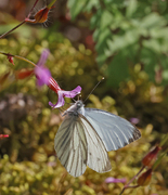 Green-veined White (Pieris napi)