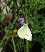 Small White (Pieris rapae)