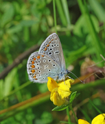 Common Blue (Polyommatus icarus)