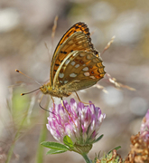 High Brown Fritillary (Argynnis adippe)