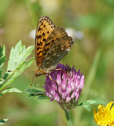 Dark Green Fritillary (Argynnis aglaja)