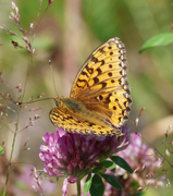Dark Green Fritillary (Argynnis aglaja)