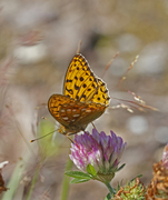 High Brown Fritillary (Argynnis adippe)