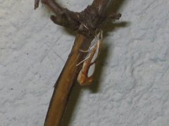 Toflekket nebbmott (Catoptria pinella)