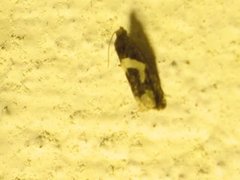 White-foot Bell (Epiblema foenella)
