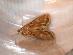 Brown China-mark (Elophila nymphaeata)