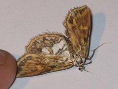 Brown China-mark (Elophila nymphaeata)