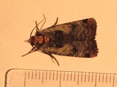 Rødkantfly (Epilecta linogrisea)