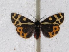 Wood Tiger (Parasemia plantaginis)