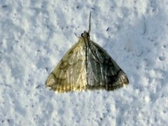 Chequered Straw (Evergestis pallidata)