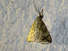 Chequered Straw (Evergestis pallidata)