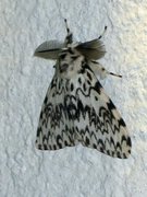 Barskognonne (Lymantria monacha)