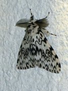 Black Arches (Lymantria monacha)