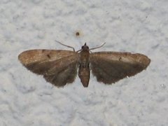 Brun dvergmåler (Eupithecia absinthiata)