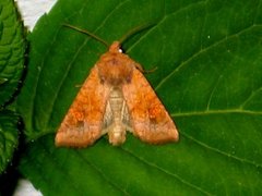 Variabelt stengelfly (Amphipoea fucosa)