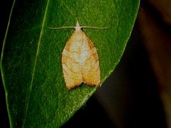 Chequered Fruit-tree Tortrix (Pandemis corylana)