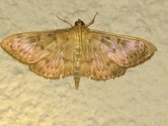 Mother of Pearl (Patania ruralis)