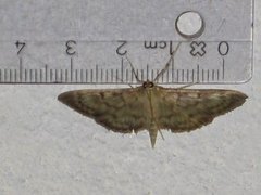Mother of Pearl (Patania ruralis)