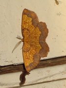 Dark Bordered Beauty (Epione vespertaria)