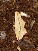 Blood-vein (Timandra comae)