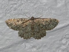 The Annulet (Charissa obscurata)