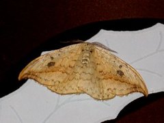 Pebble Hook-tip (Drepana falcataria)