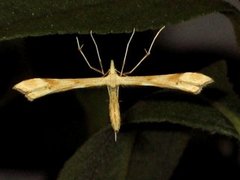 Reinfannfjærmøll (Gillmeria ochrodactyla)