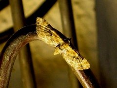 Torskemunndvergmåler (Eupithecia linariata)