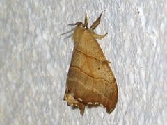 Scalloped Hook-tip (Falcaria lacertinaria)