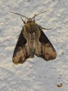 Double Lobed (Lateroligia ophiogramma)