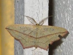 Grå syremåler (Timandra griseata)