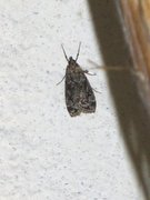 Little Grey (Eudonia lacustrata)