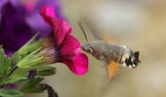 Hummingbird Hawk-moth (Macroglossum stellatarum)