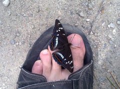 Poplar Admiral (Limenitis populi)