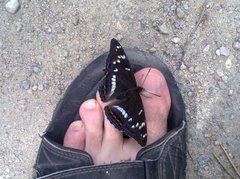 Ospesommerfugl (Limenitis populi)