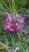 Kystmyrklegg (Pedicularis sylvatica)